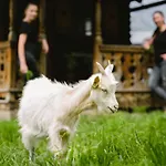 Glitschnerhof 3* Aigen im Ennstal