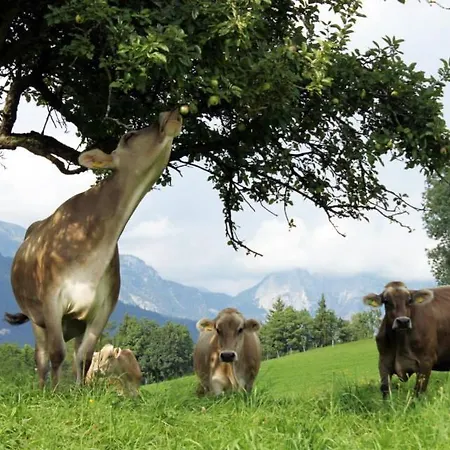 Glitschnerhof Guest house Aigen im Ennstal