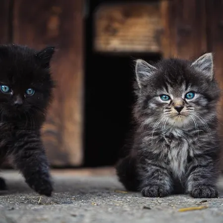 Glitschnerhof آيغن إم إنشتال