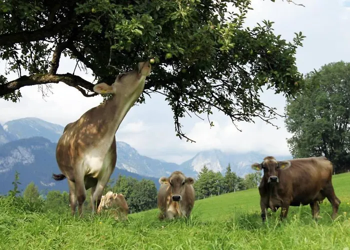 Glitschnerhof Affittacamere Aigen im Ennstal