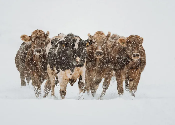 Glitschnerhof Aigen im Ennstal