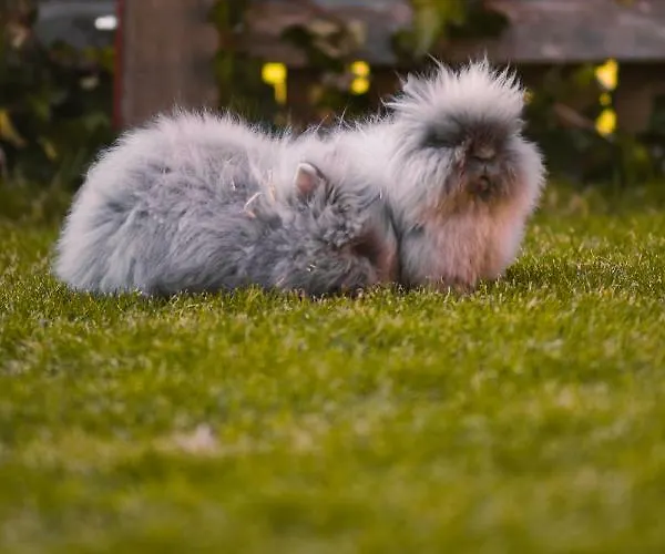 Glitschnerhof 3* آيغن إم إنشتال