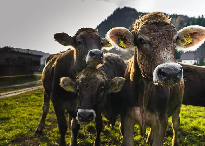 Glitschnerhof Gæstehus 3*